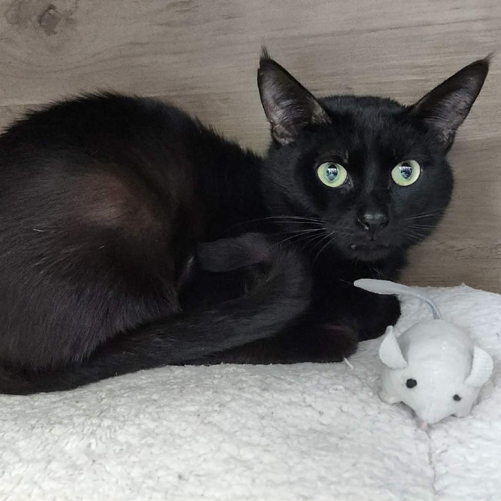 Enlarge Poem (Holland Cat Cove), a Adoptable Domestic Short Hair in West Olive, MI image 2/4