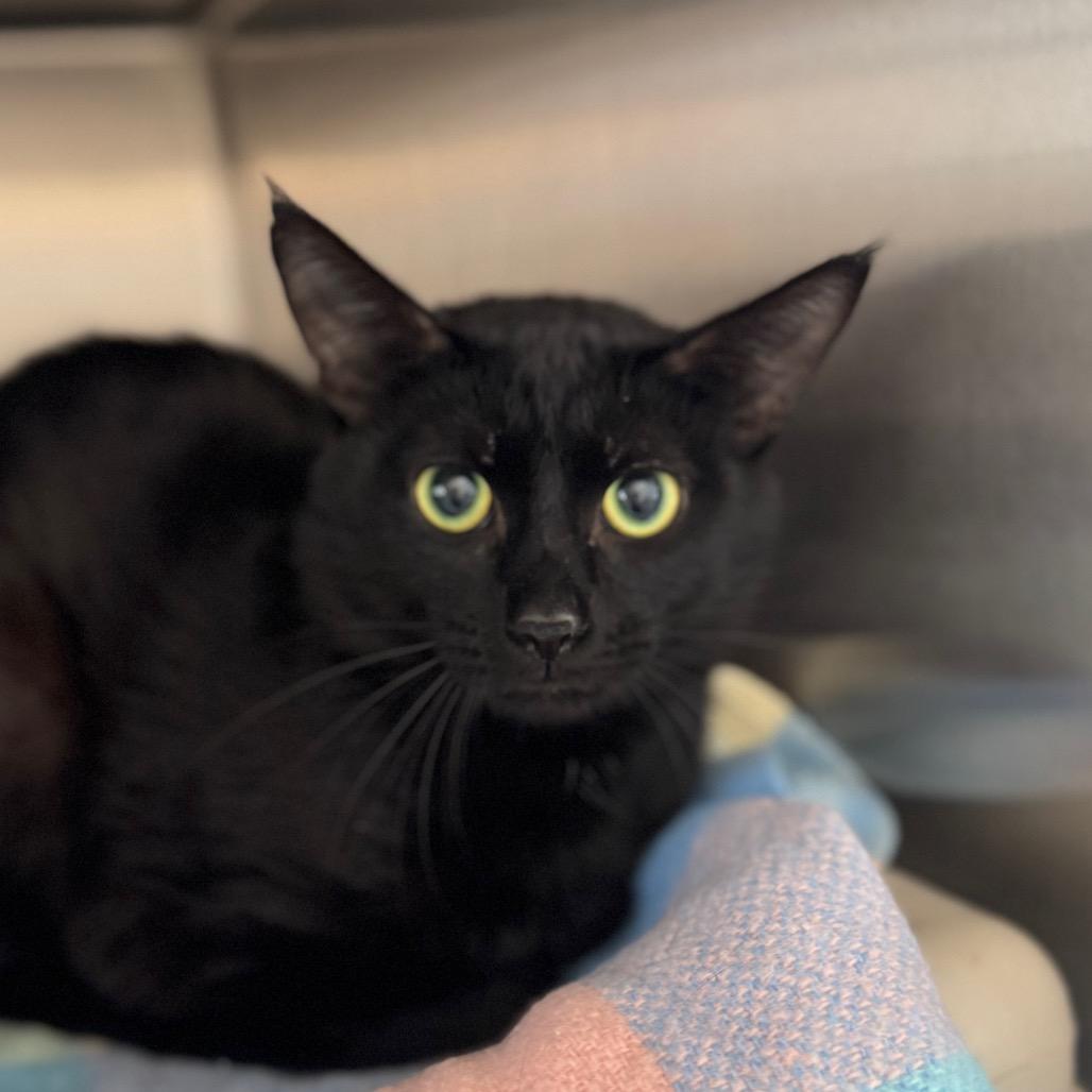 Enlarge Poem (Holland Cat Cove), a Adoptable Domestic Short Hair in West Olive, MI image 3/4