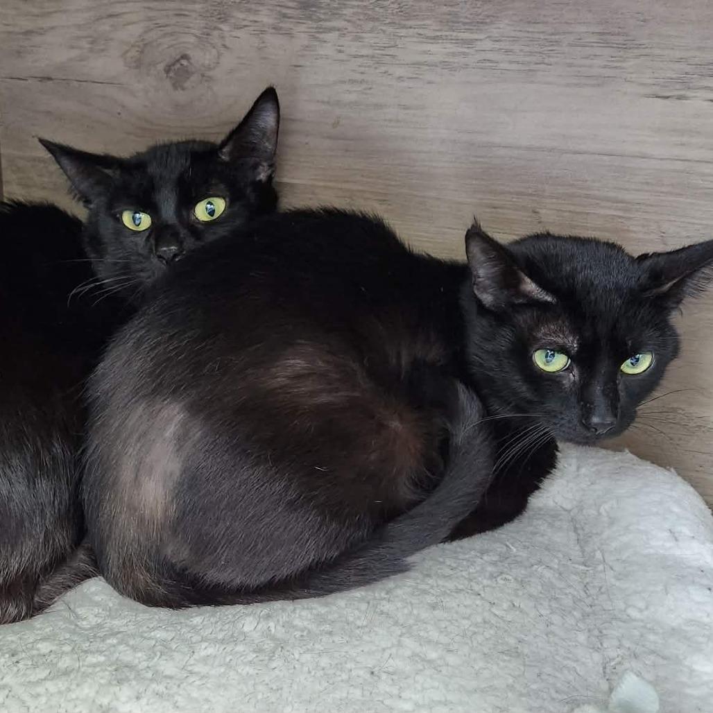 Enlarge Poem (Holland Cat Cove), a Adoptable Domestic Short Hair in West Olive, MI image 4/4