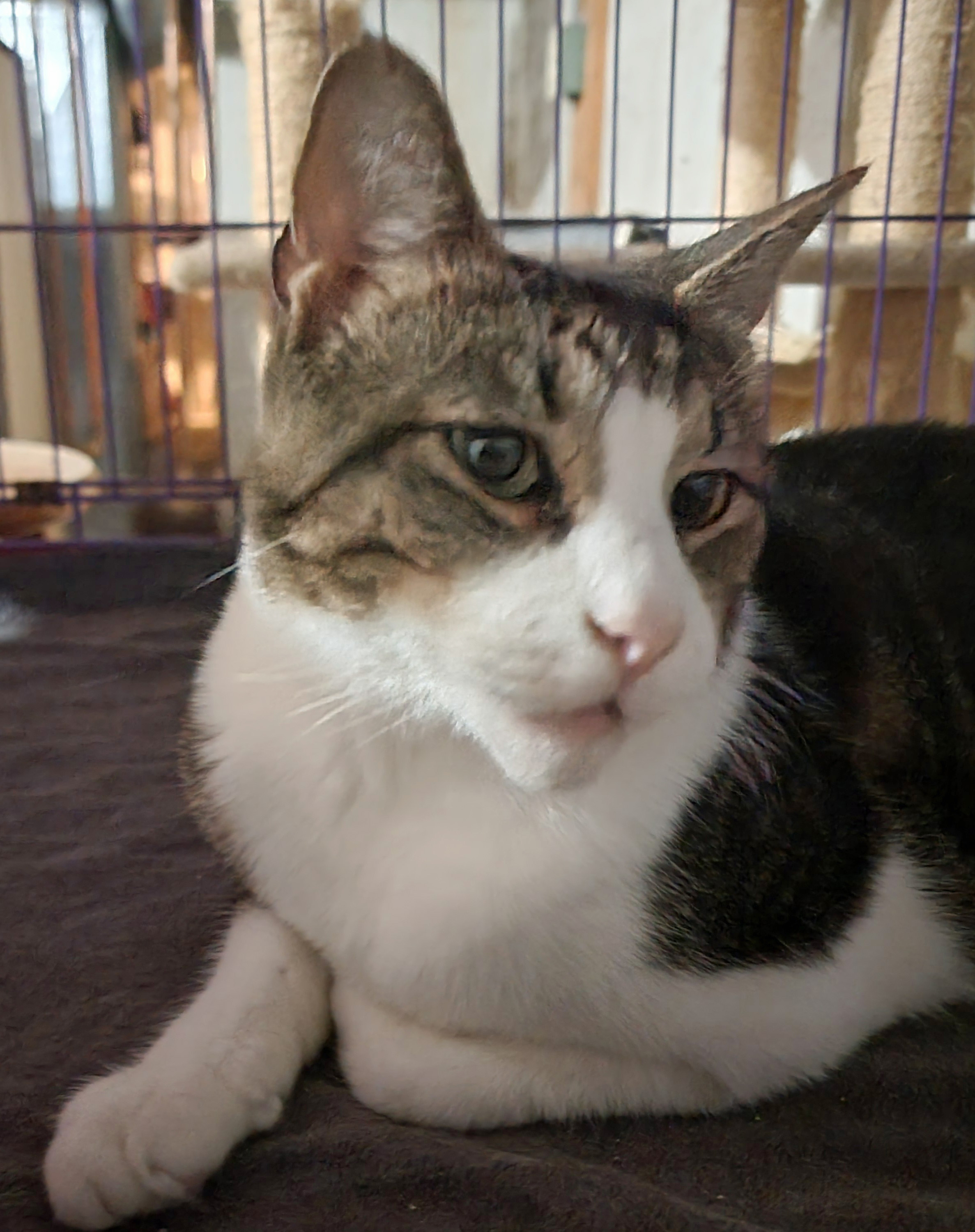 MR. BOJANGLES, a Adoptable Domestic Short Hair in Albany, NY image 4/5