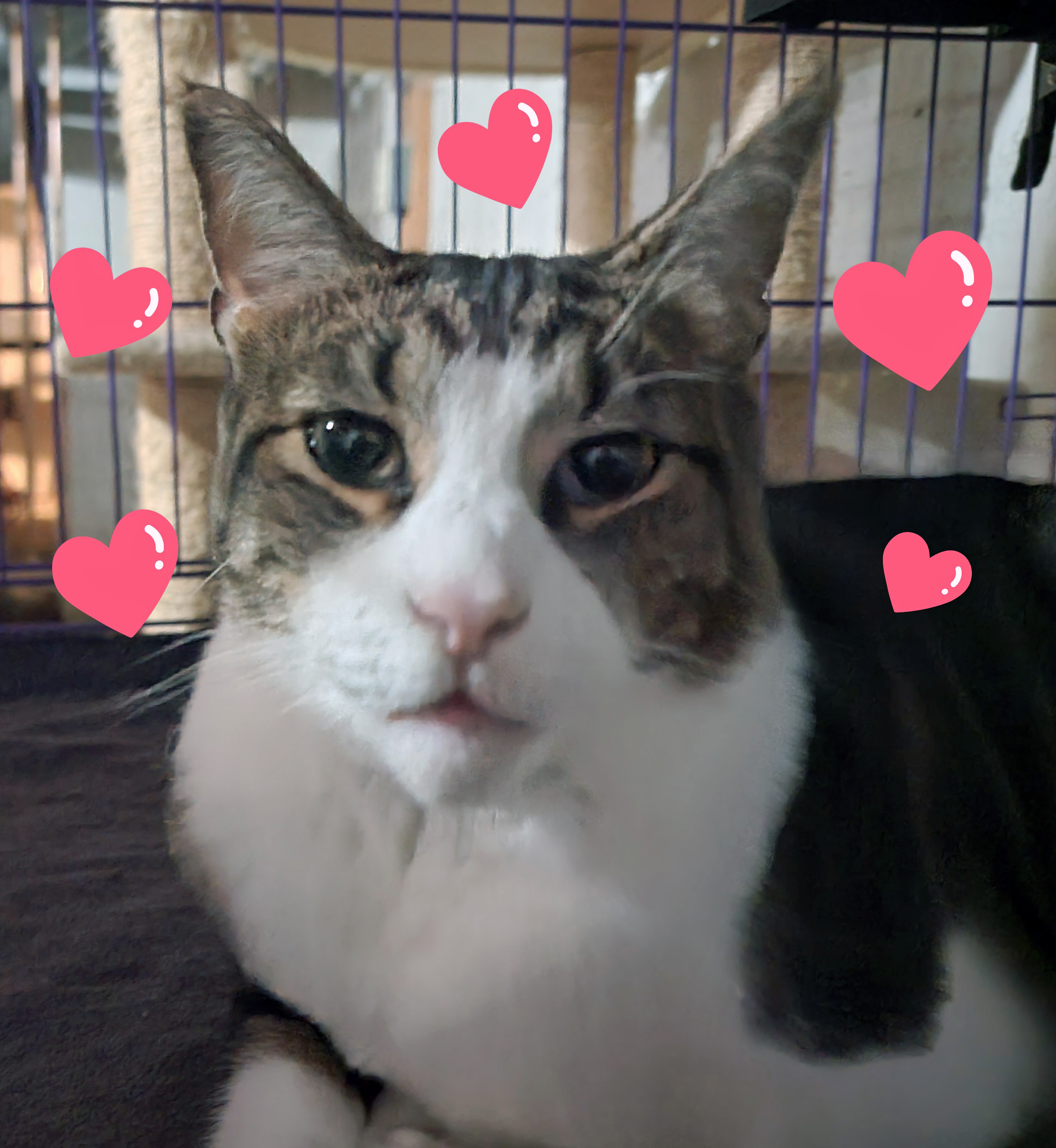 MR. BOJANGLES, a Adoptable Domestic Short Hair in Albany, NY image 3/5