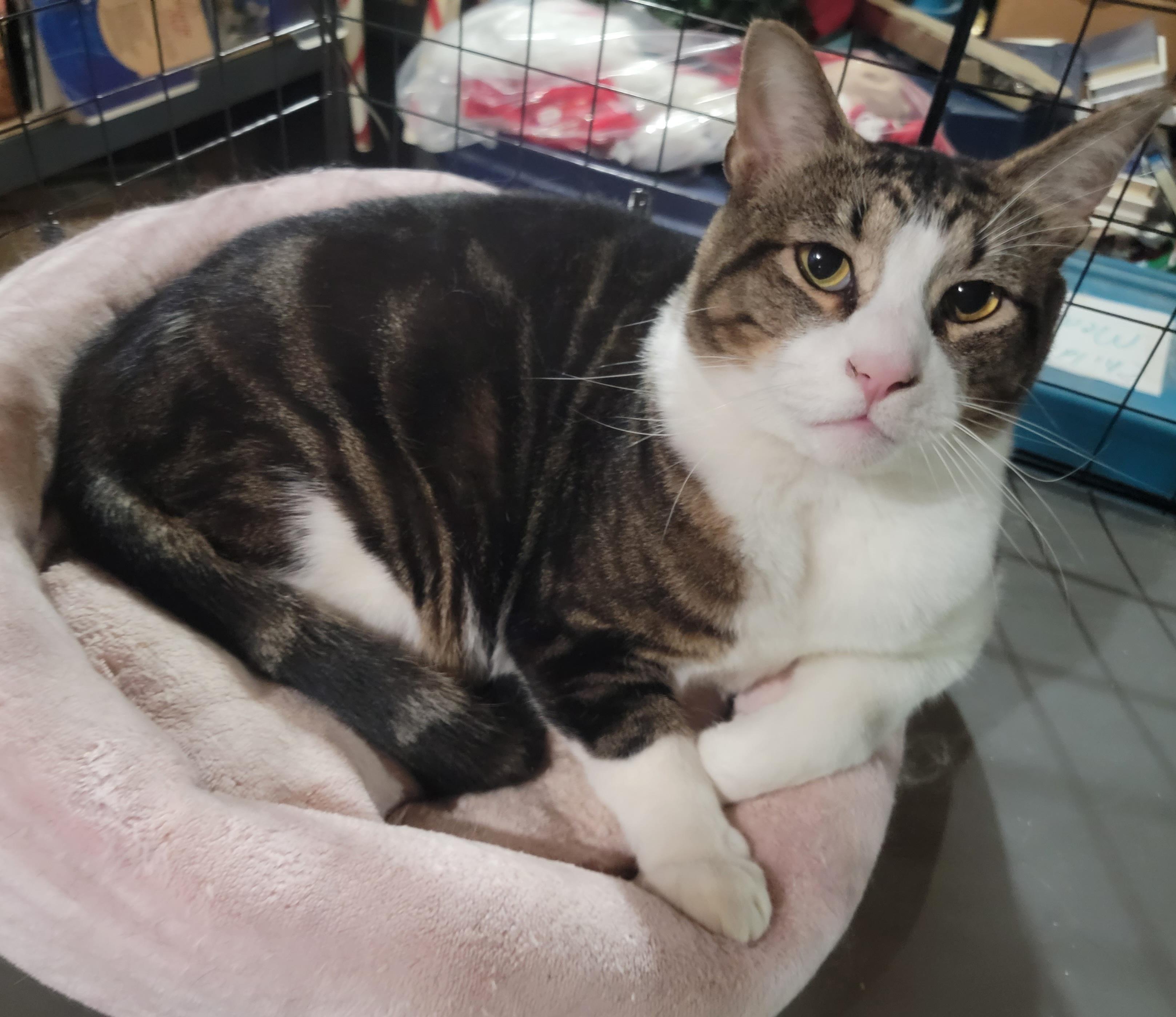 MR. BOJANGLES, a Adoptable Domestic Short Hair in Albany, NY image 1/5