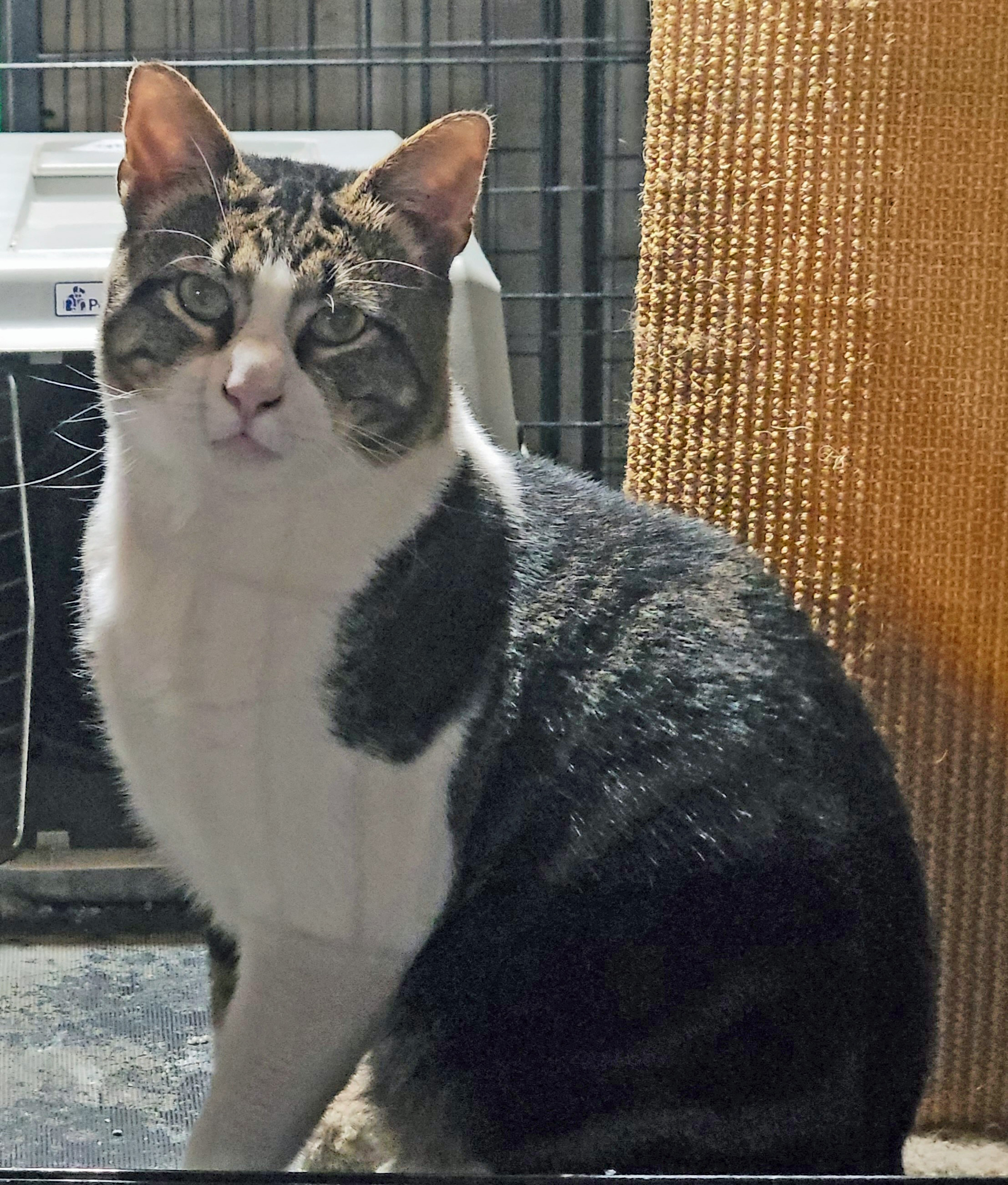 MR. BOJANGLES, a Adoptable Domestic Short Hair in Albany, NY image 2/5