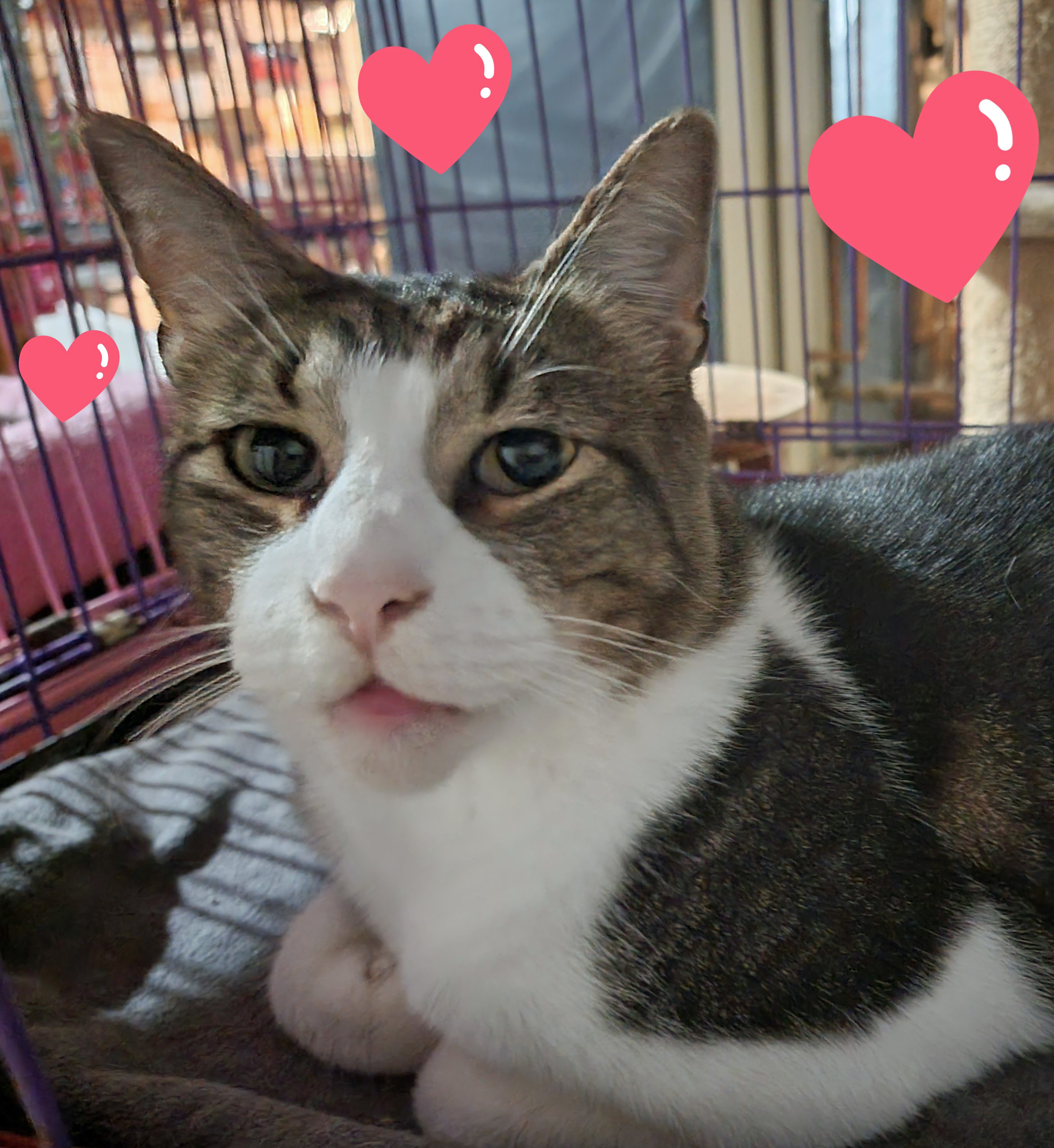 MR. BOJANGLES, a Adoptable Domestic Short Hair in Albany, NY image 1/5