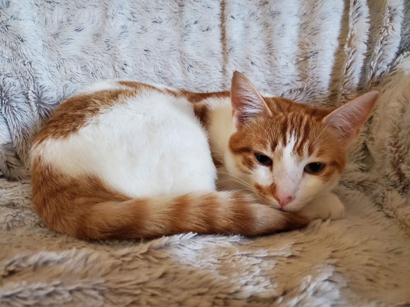 Eugene, Adoptable, Young Male Tabby & Domestic Short Hair.