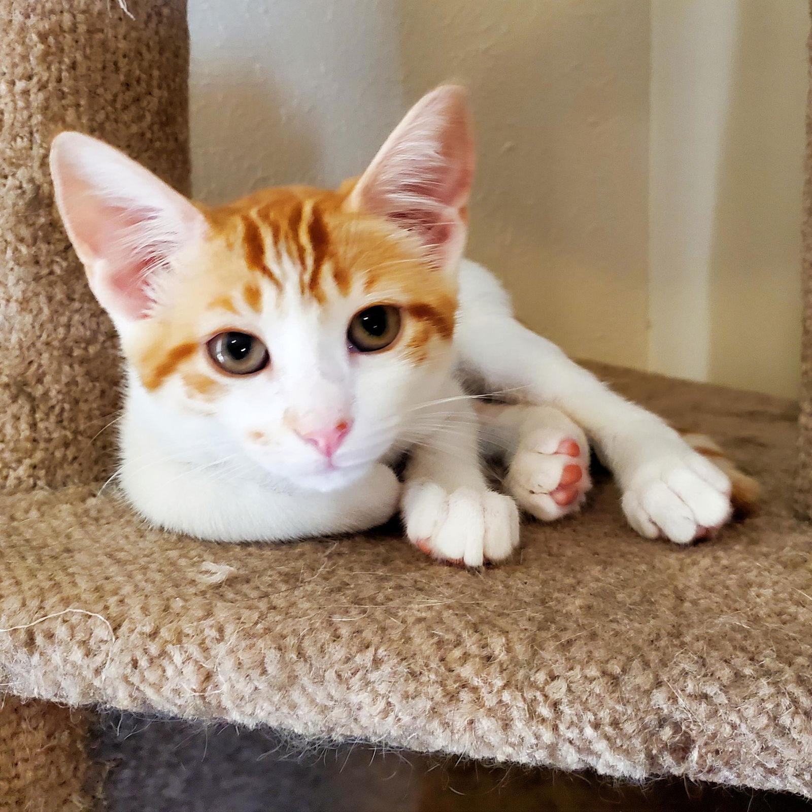 Enlarge Eugene, a Adoptable mixed breed in Garland, TX image 1/3