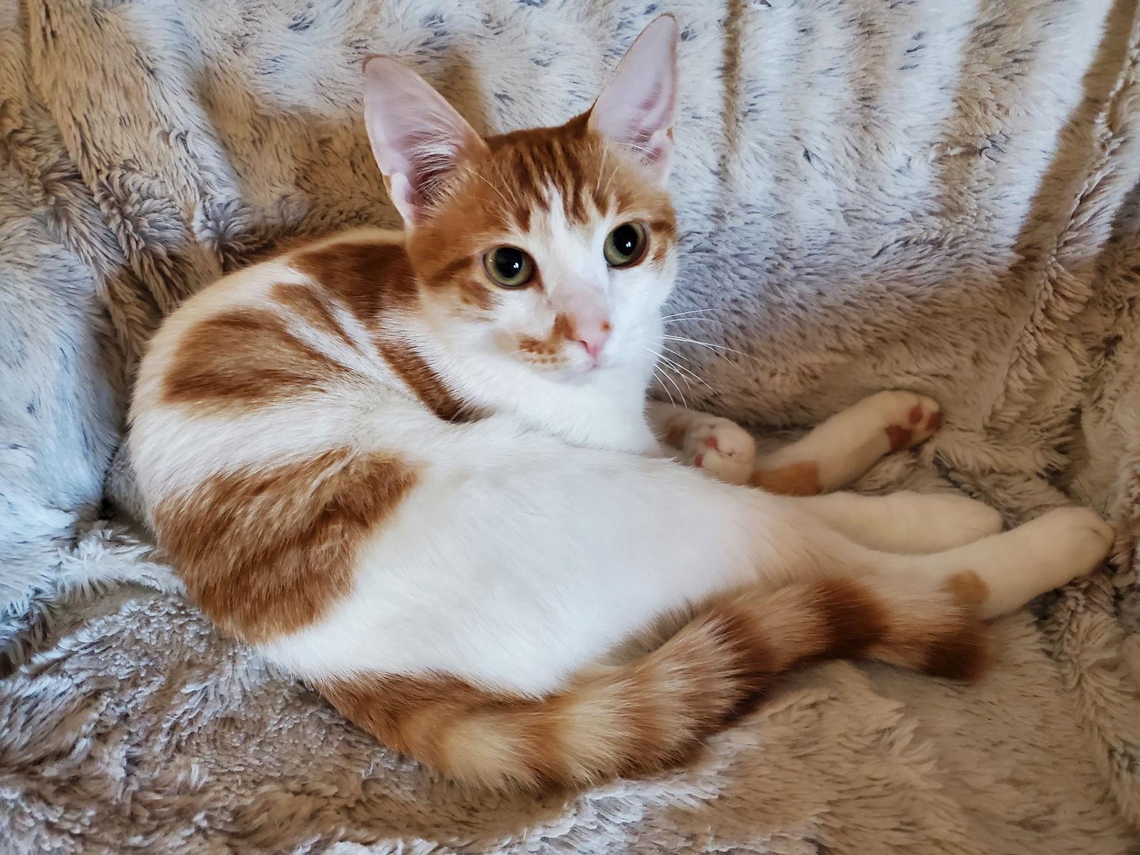 Enlarge Eugene, a Adoptable mixed breed in Garland, TX image 3/3