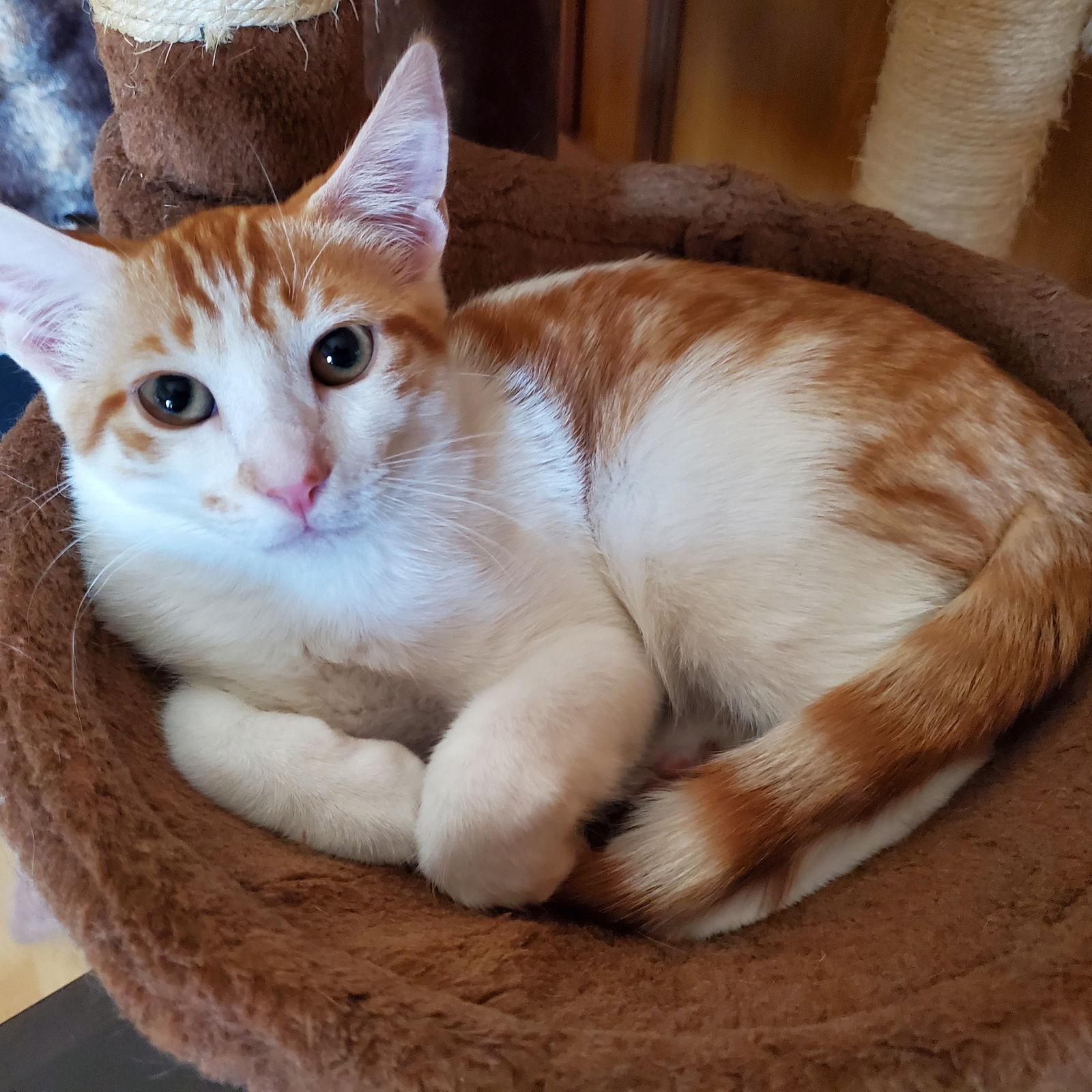 Enlarge Eugene, a Adoptable mixed breed in Garland, TX image 2/3