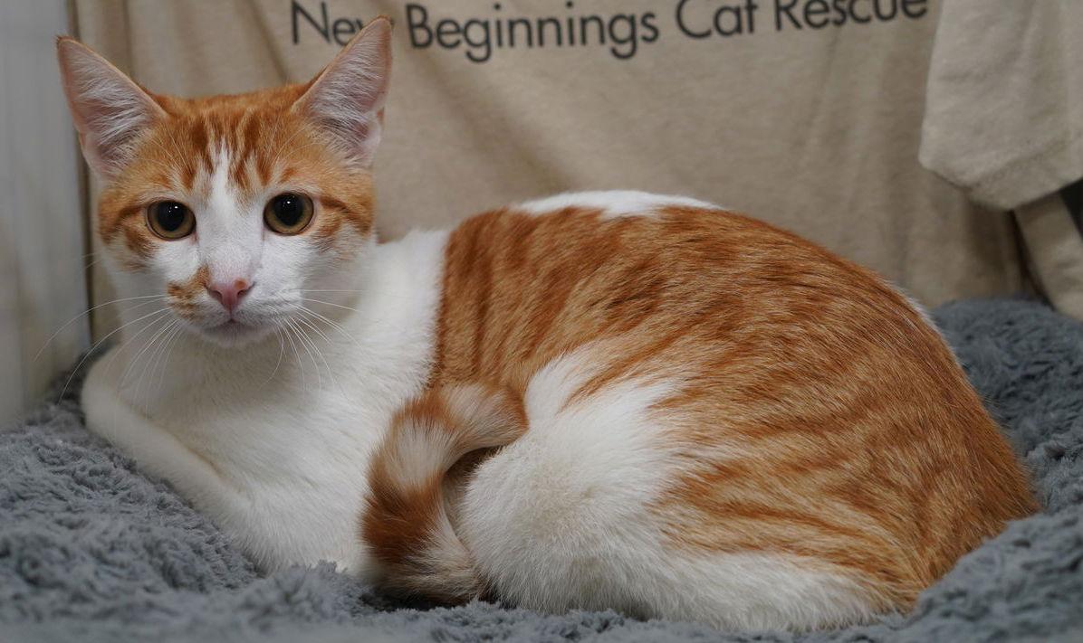 Eugene, Adoptable, Young Male Domestic Short Hair & Tabby.