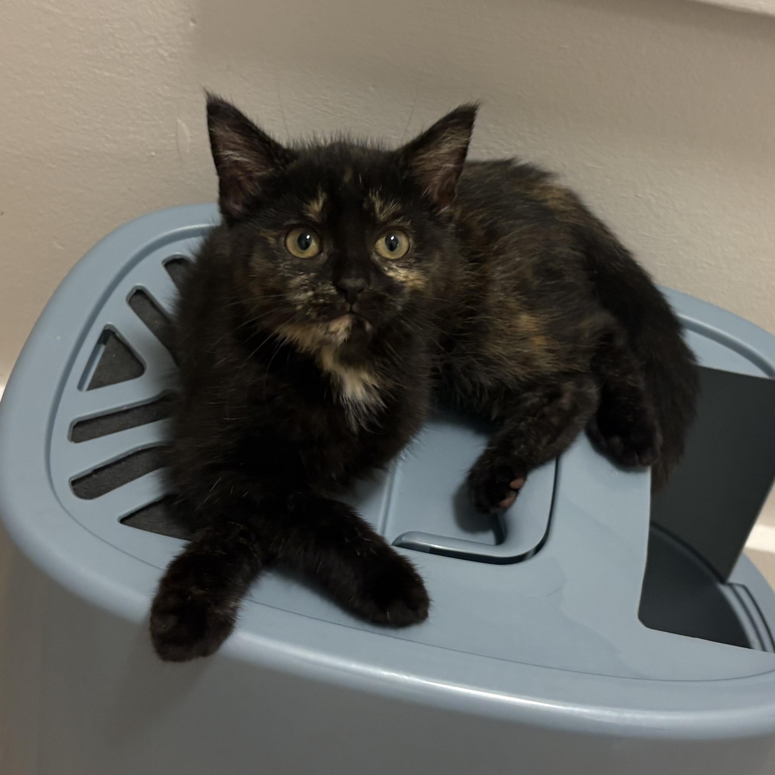 Coco Puff, Adopted, Kitten Female Domestic Short Hair & Tortoiseshell.