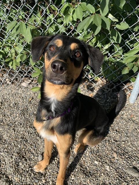 SUKI, Adoptable, Young Female Husky & Hound.