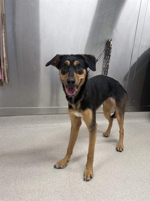 SUKI, Adoptable, Young Female Husky & Hound.