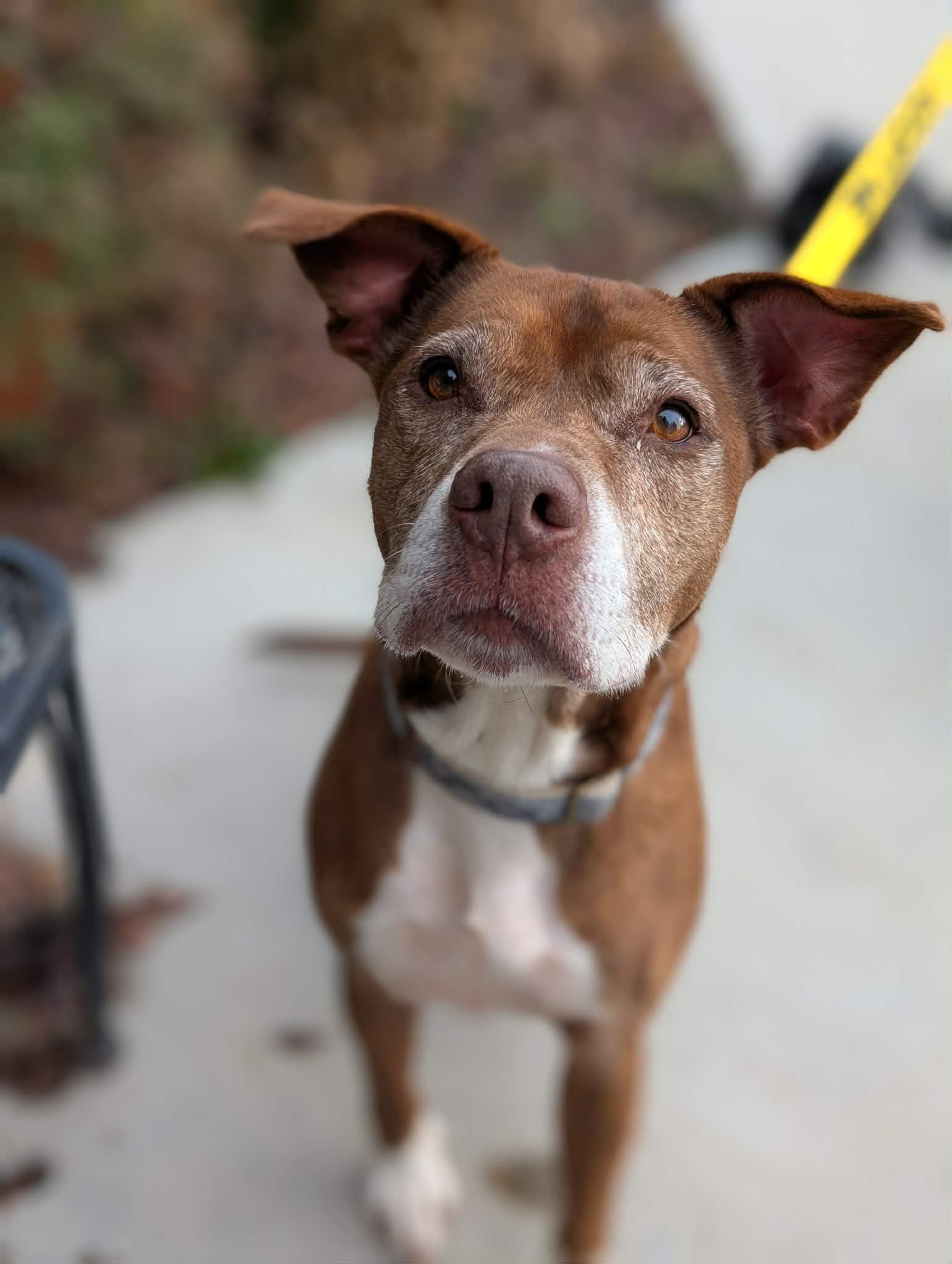 Callie, adopted, Senior Female Pit Bull Terrier.