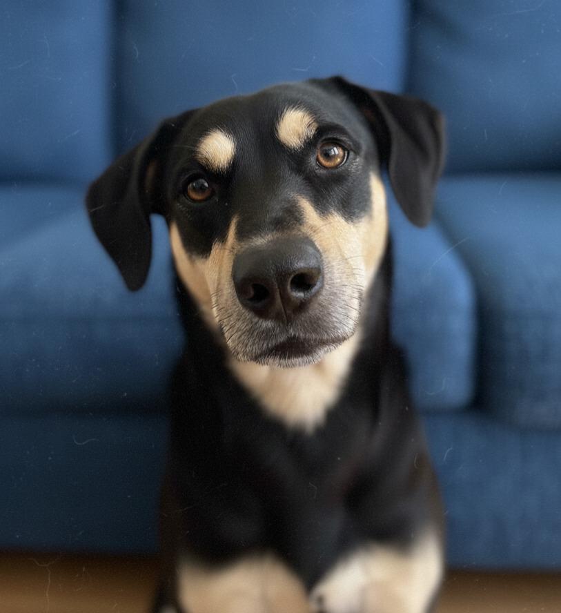 Enlarge Georgia, a Adoptable mixed breed in Vashon, WA image 2/2