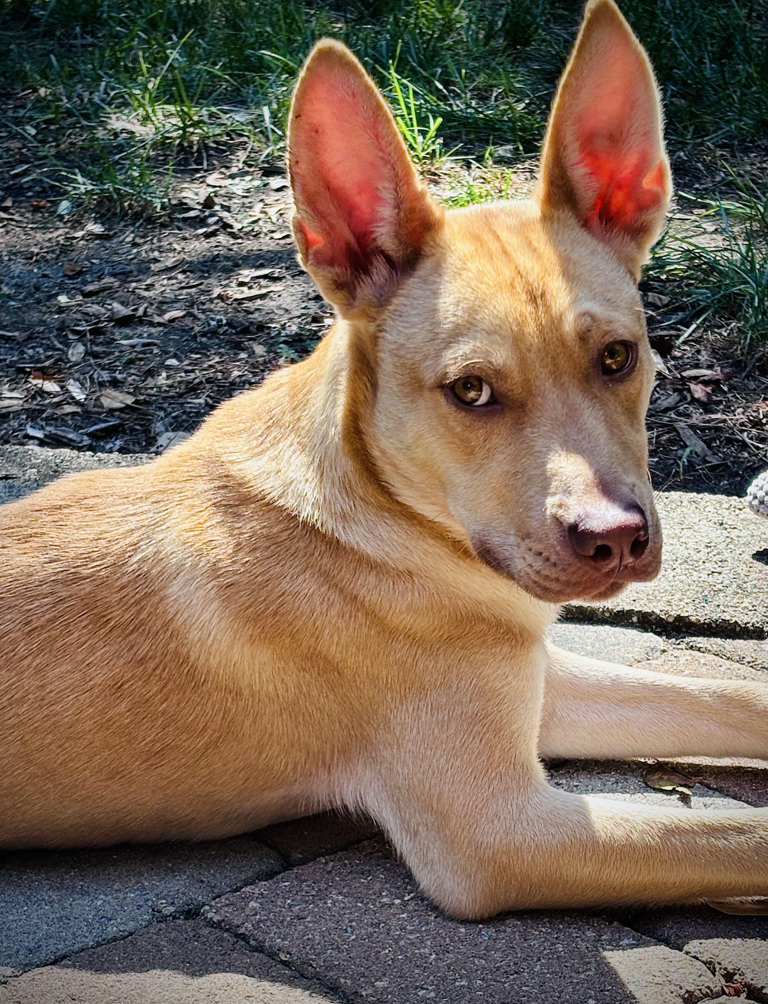 Enlarge WADE, a Adoptable mixed breed in Fuquay Varina, NC image 4/5