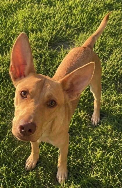Enlarge WADE, a Adoptable mixed breed in Fuquay Varina, NC image 3/5