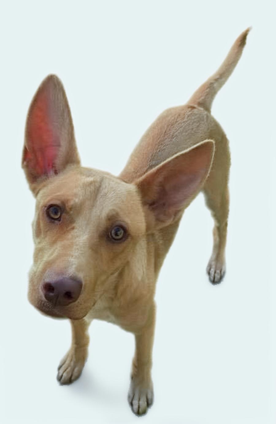 WADE, Adoptable, Young Male Husky & Yellow Labrador Retriever.
