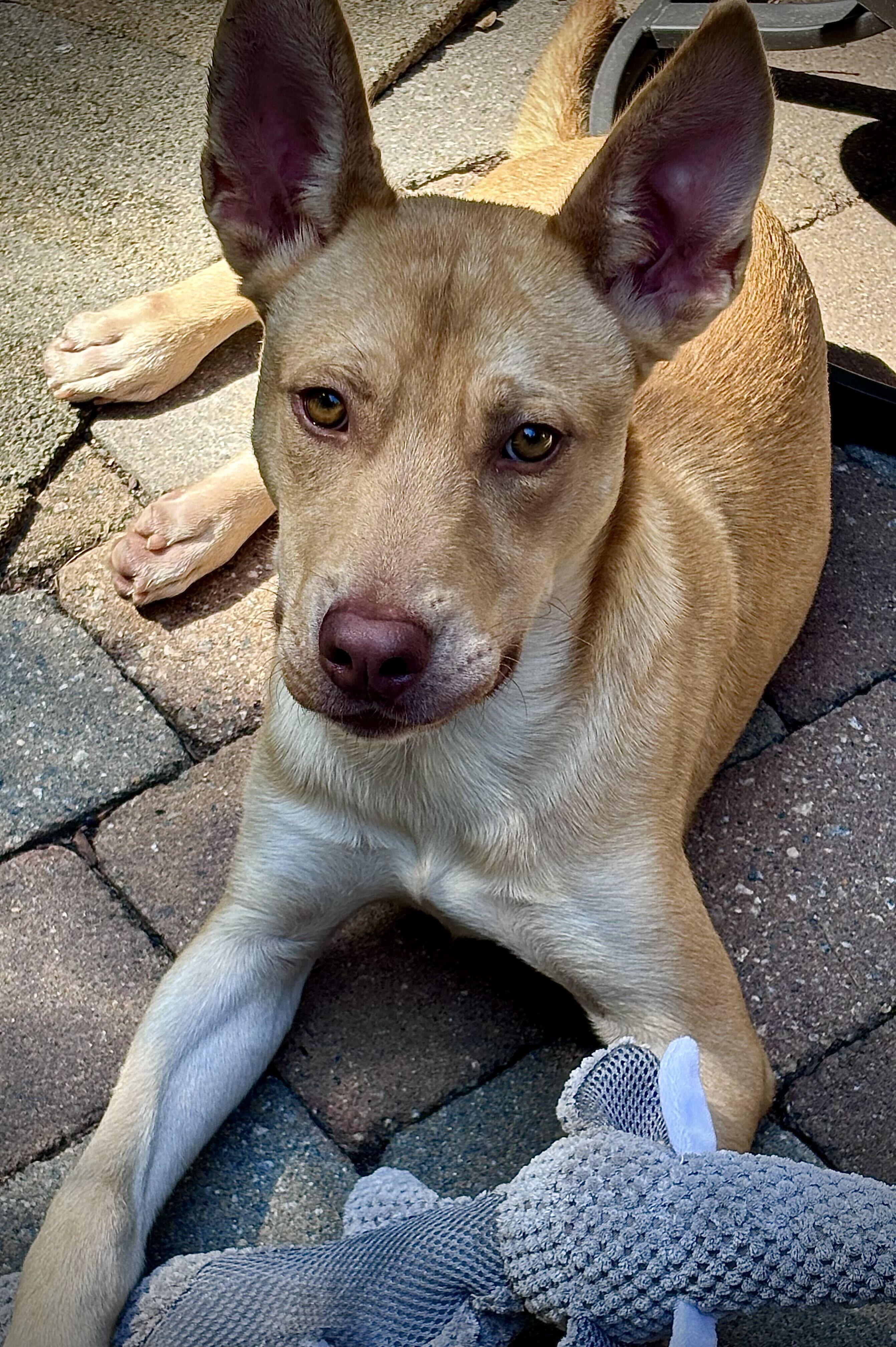 Enlarge WADE, a Adoptable mixed breed in Fuquay Varina, NC image 2/5