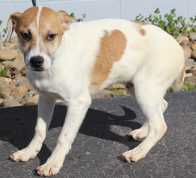 Enlarge NORTH, a Adoptable mixed breed in Lexington, SC image 1/1