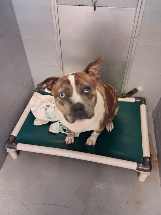 Enlarge Joker, a Adopted mixed breed in Stuart, VA image 1/1