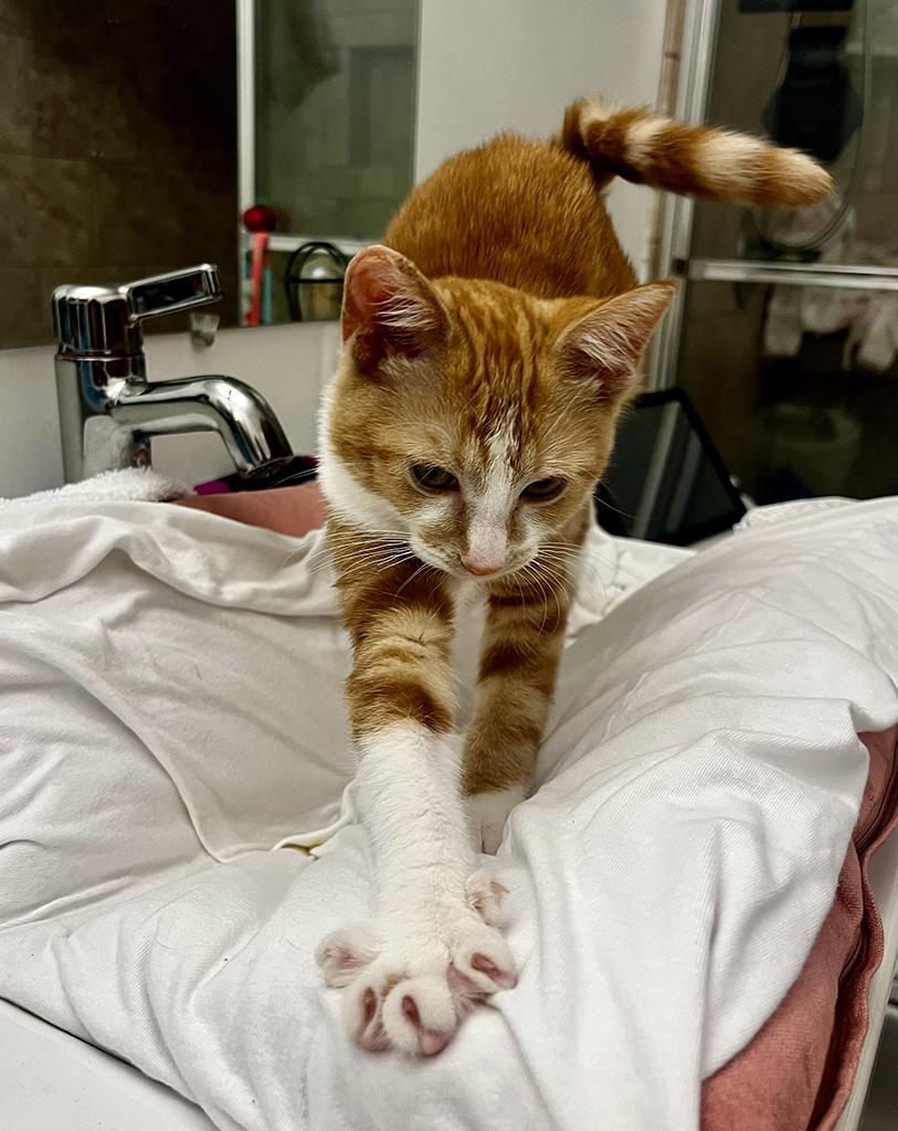 Enlarge Marmalade, a Adopted Domestic Short Hair in Bowie, MD image 2/4