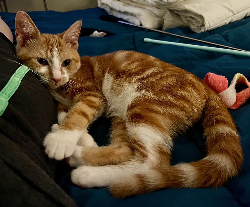 Enlarge Marmalade, a Adopted Domestic Short Hair in Bowie, MD image 1/4