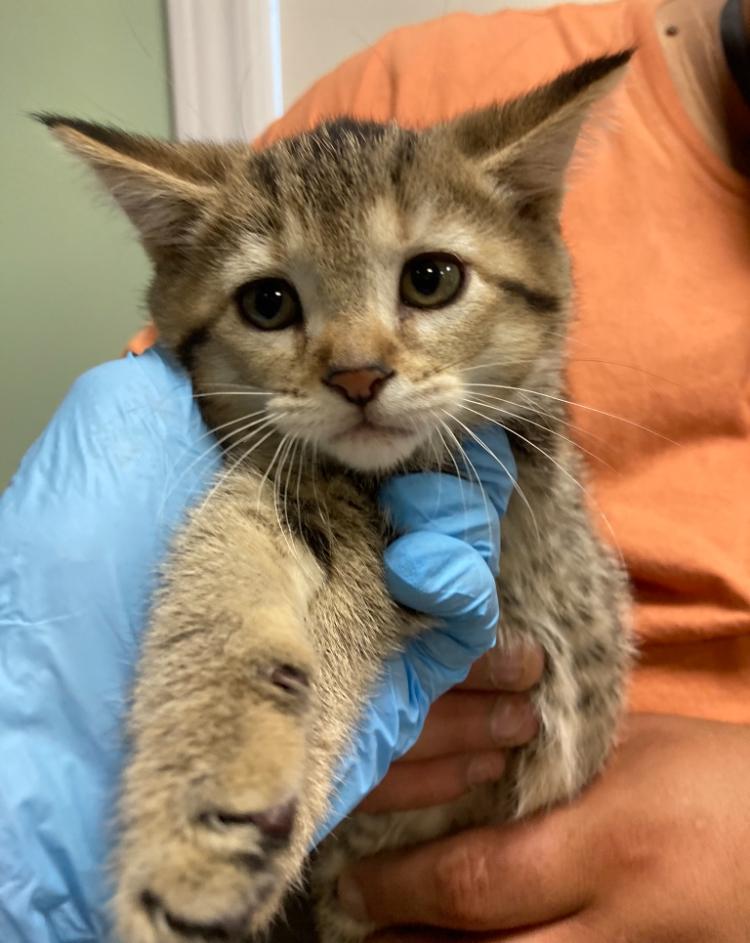 Rocko, Adoptable, Kitten Male Domestic Short Hair.