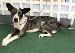 Banjo (Great Family Dog), ADOPTABLE, Young Male Australian Shepherd & Catahoula Leopard Dog.
