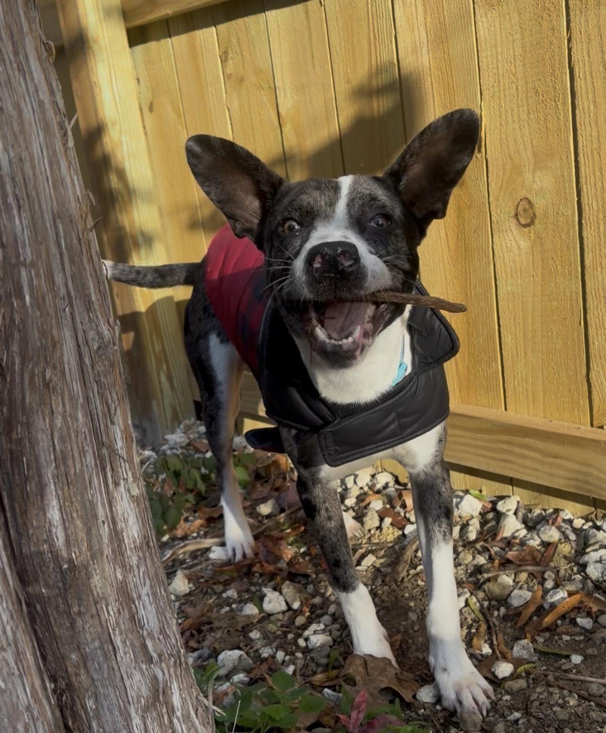 Enlarge Banjo (Great Family Dog), a ADOPTABLE mixed breed in Newfoundland, PA image 3/6