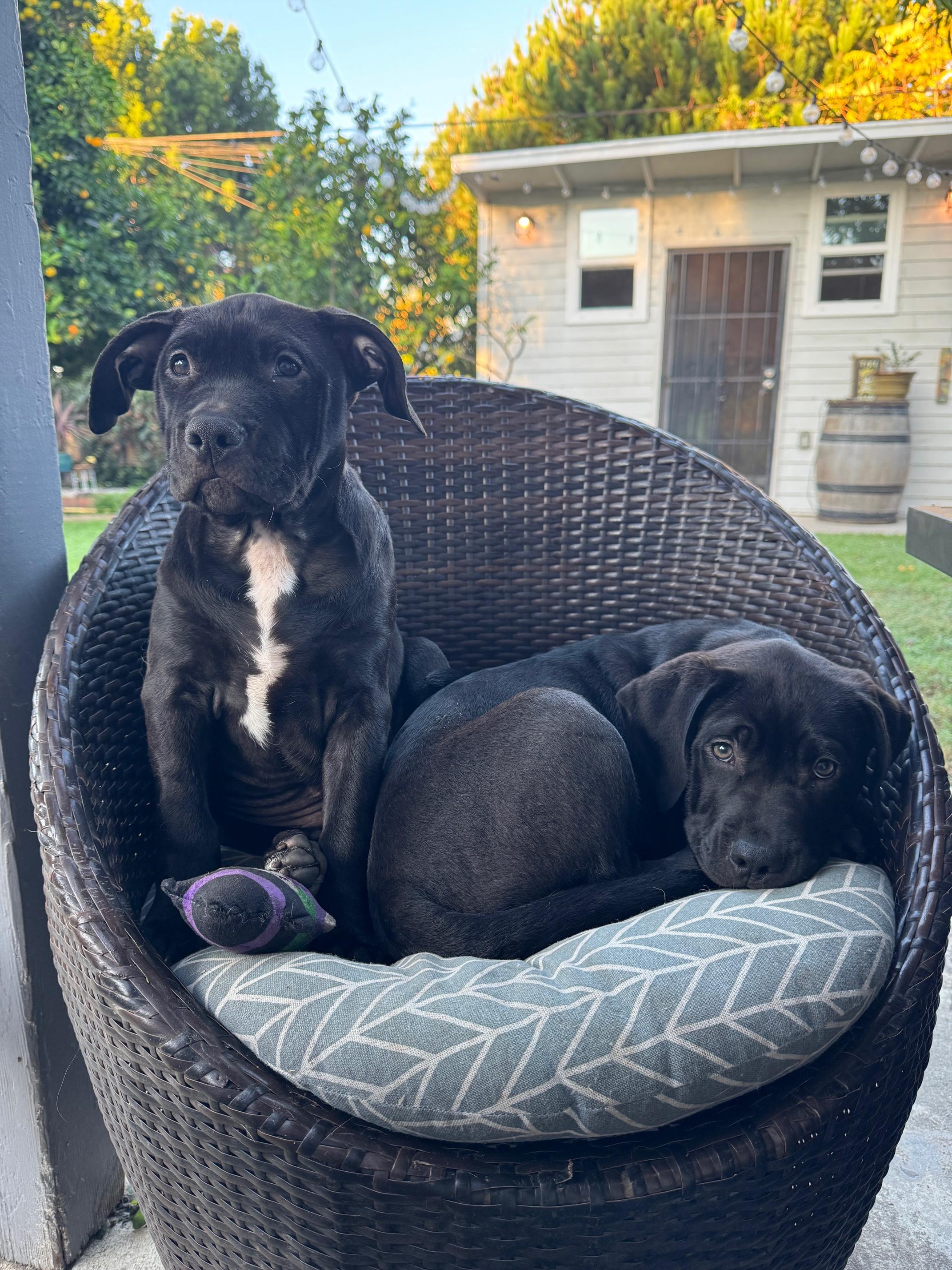 Peach, a Adoptable mixed breed in Burbank, CA image 2/6