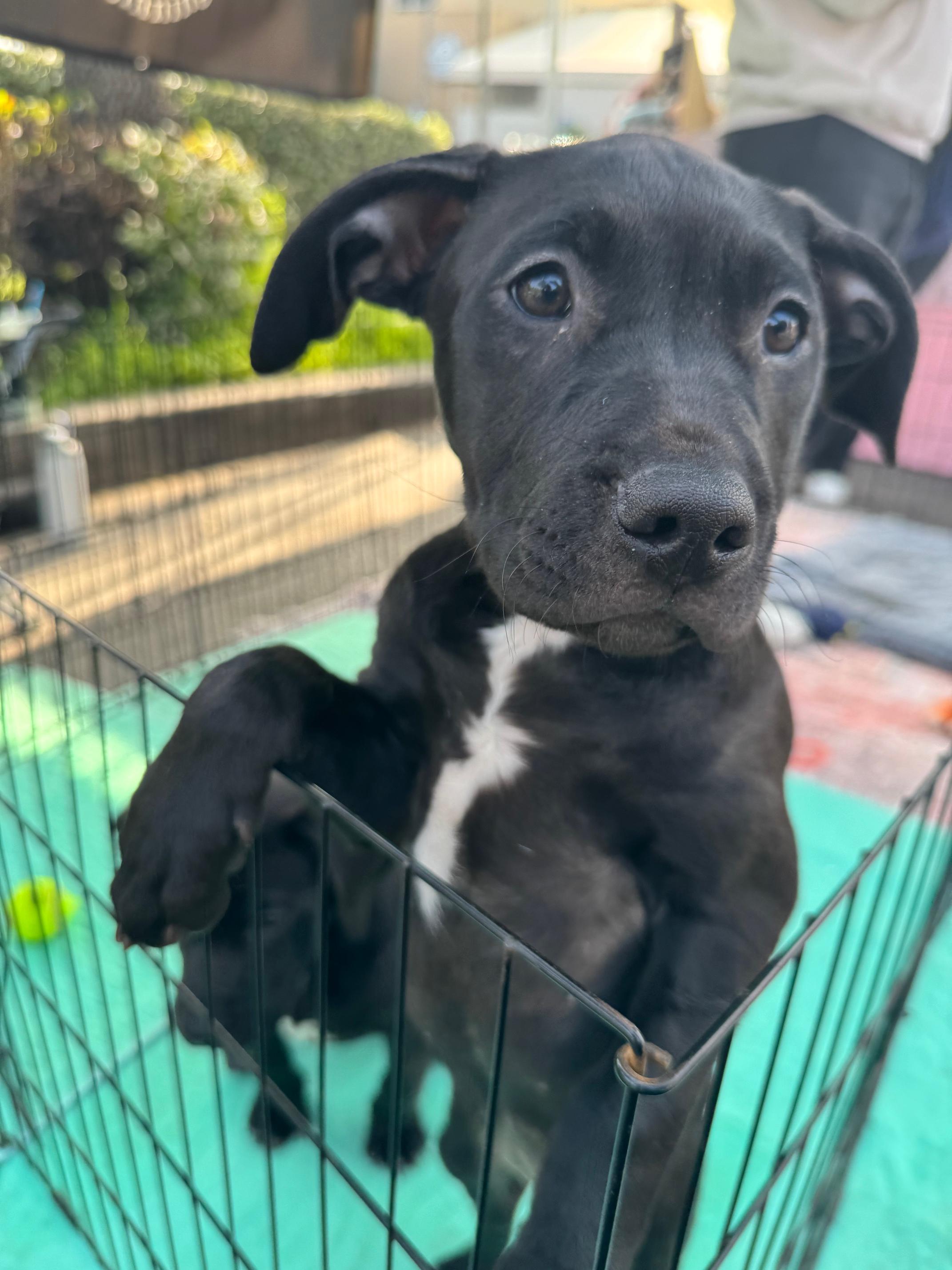 Peach, a Adoptable mixed breed in Burbank, CA image 5/6