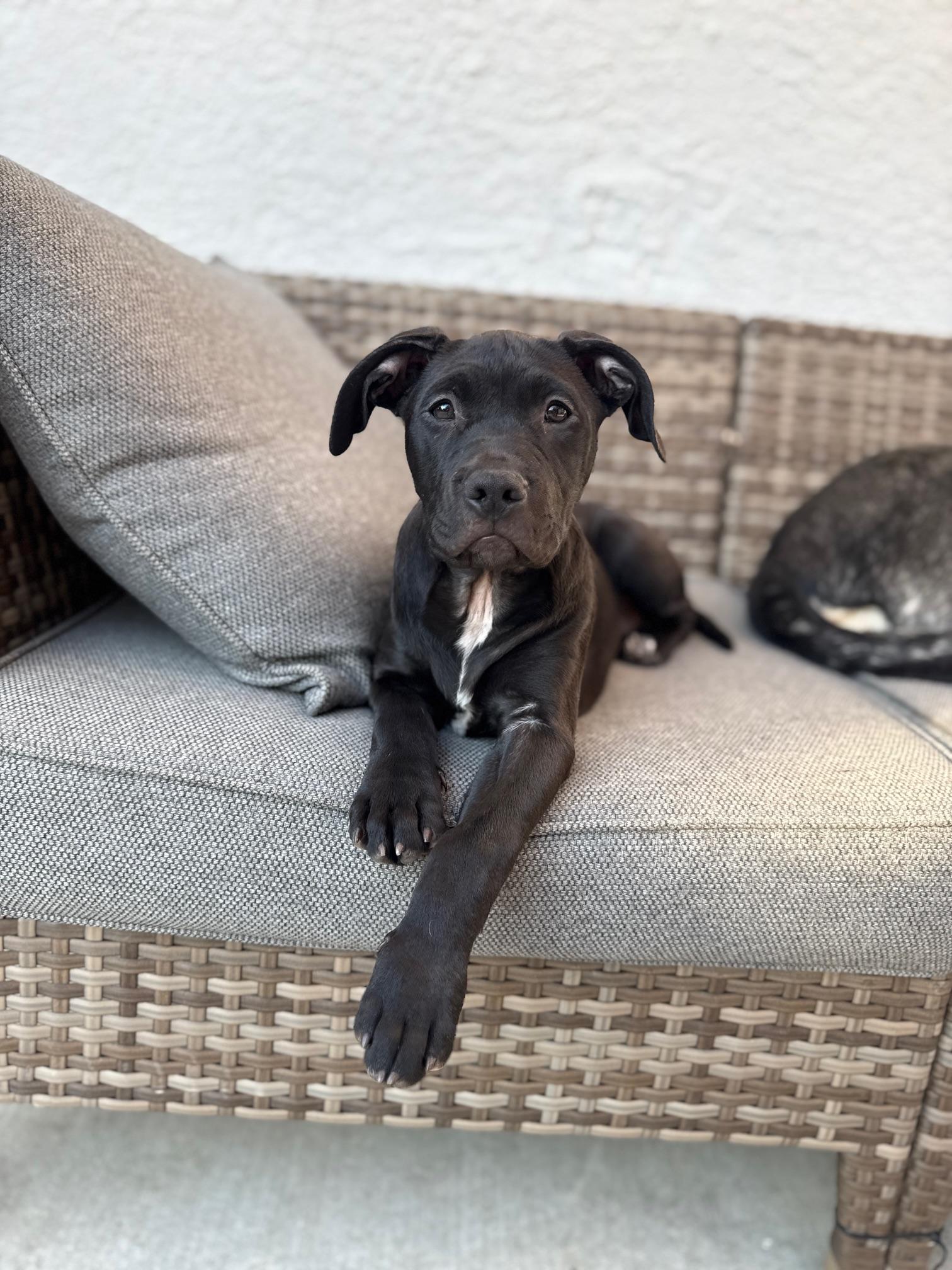 Peach, Adoptable, Puppy Female Pit Bull Terrier.