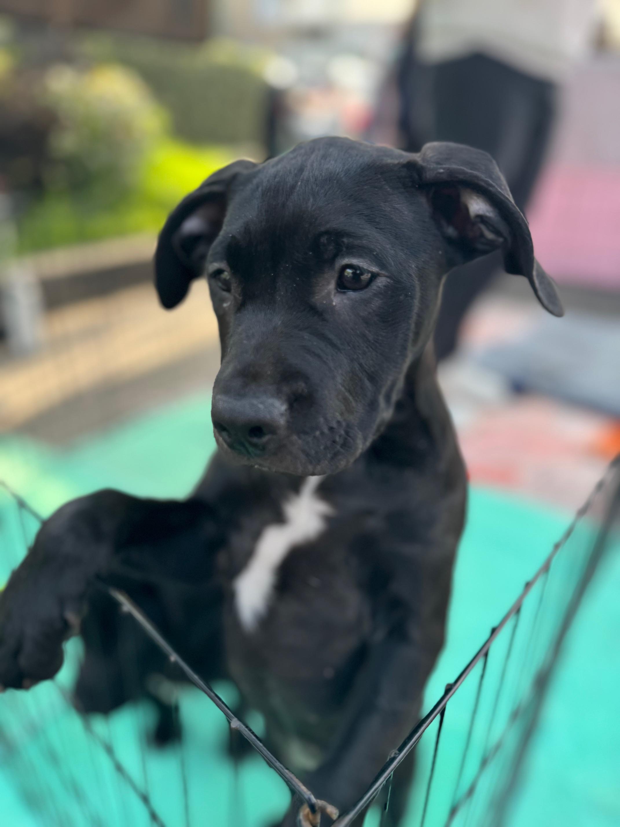 Peach, a Adoptable mixed breed in Burbank, CA image 3/6