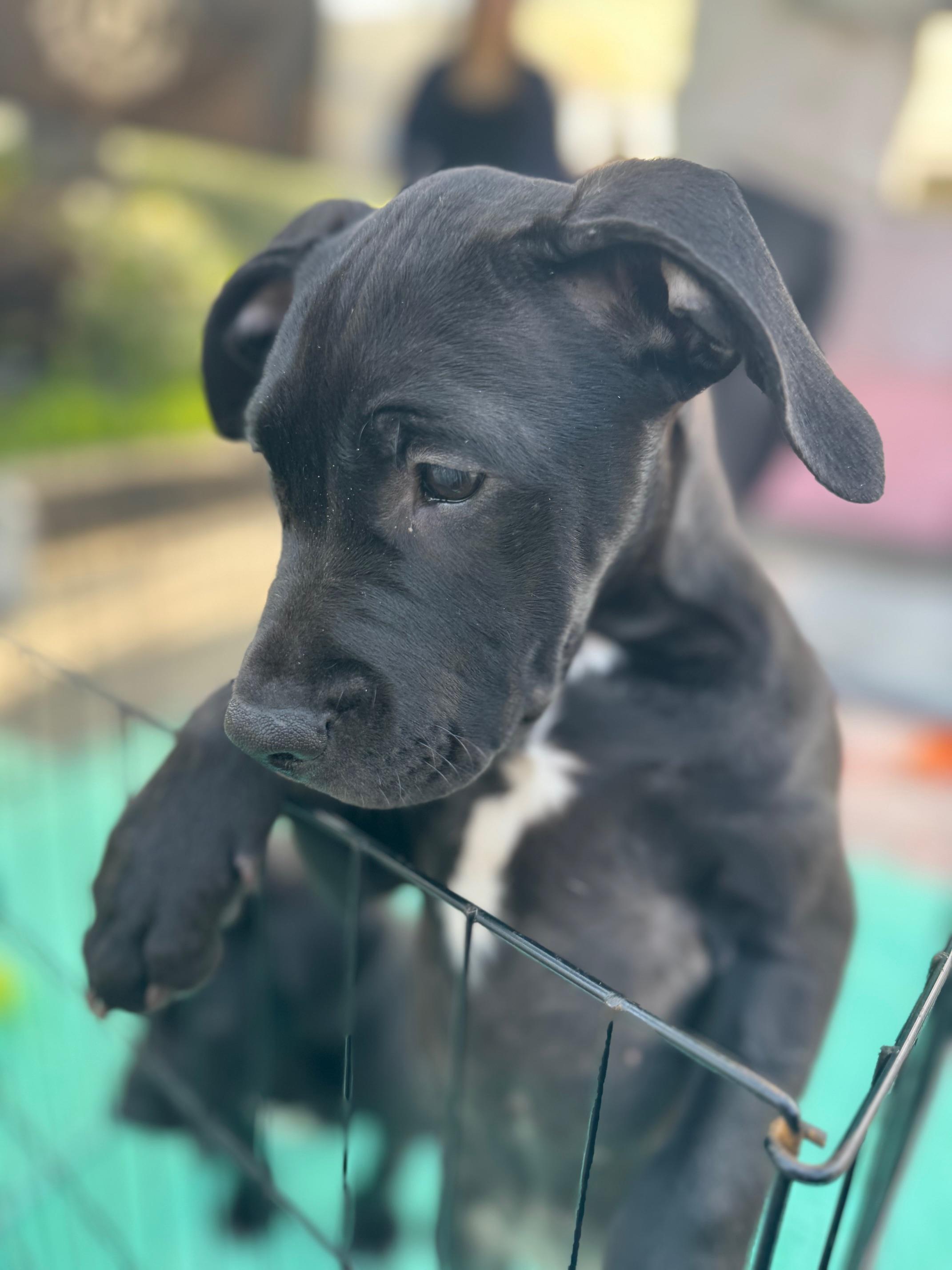 Peach, a Adoptable mixed breed in Burbank, CA image 4/6