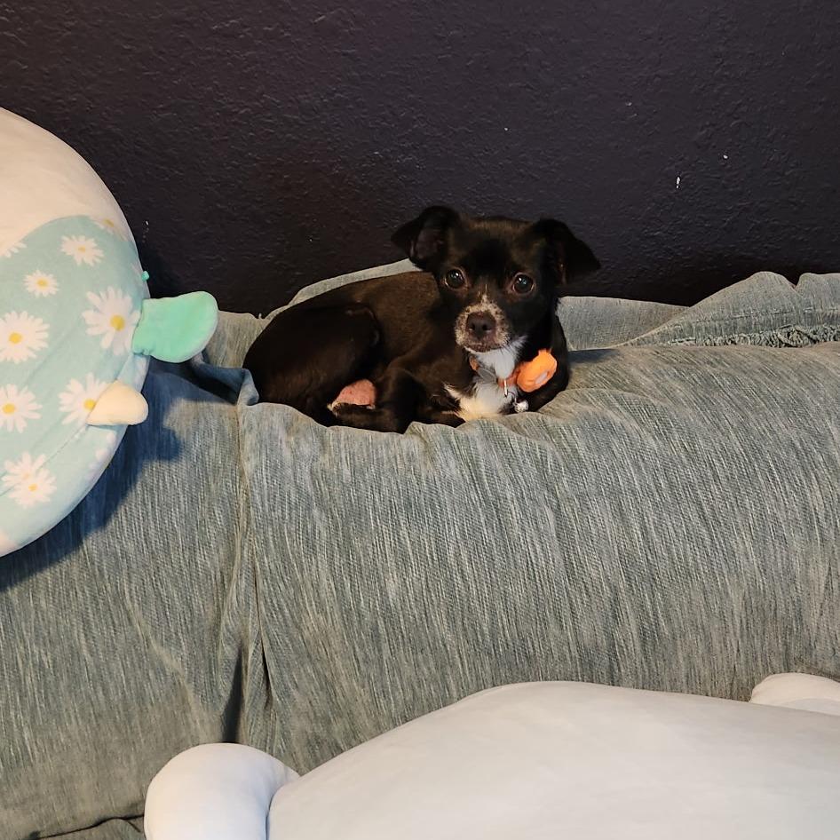 Mamacita, Adoptable, Adult Female Chihuahua.
