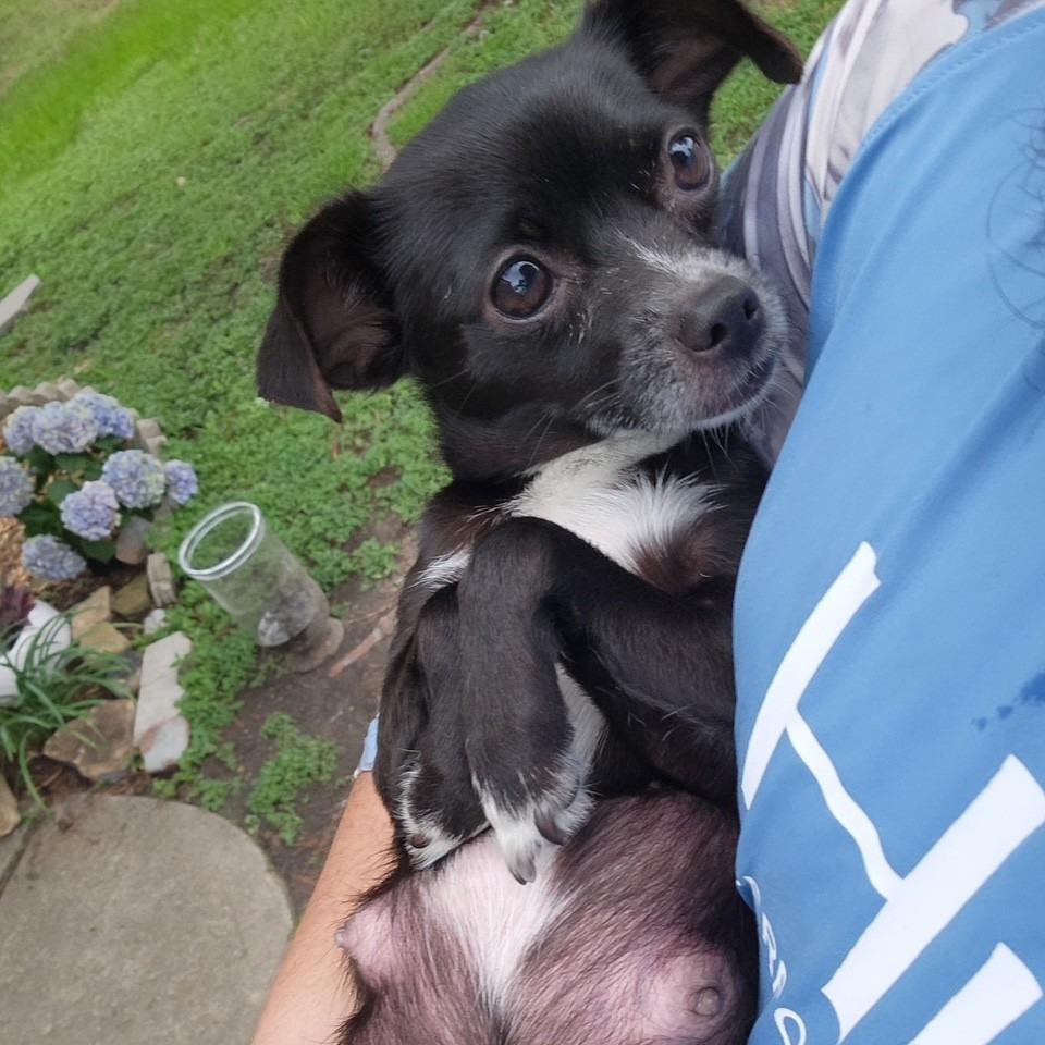 Mamacita, a Adoptable Chihuahua in Houston, TX image 2/2