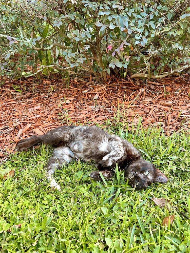 Enlarge Yissy, a Adoptable Domestic Short Hair in Orlando, FL image 1/6