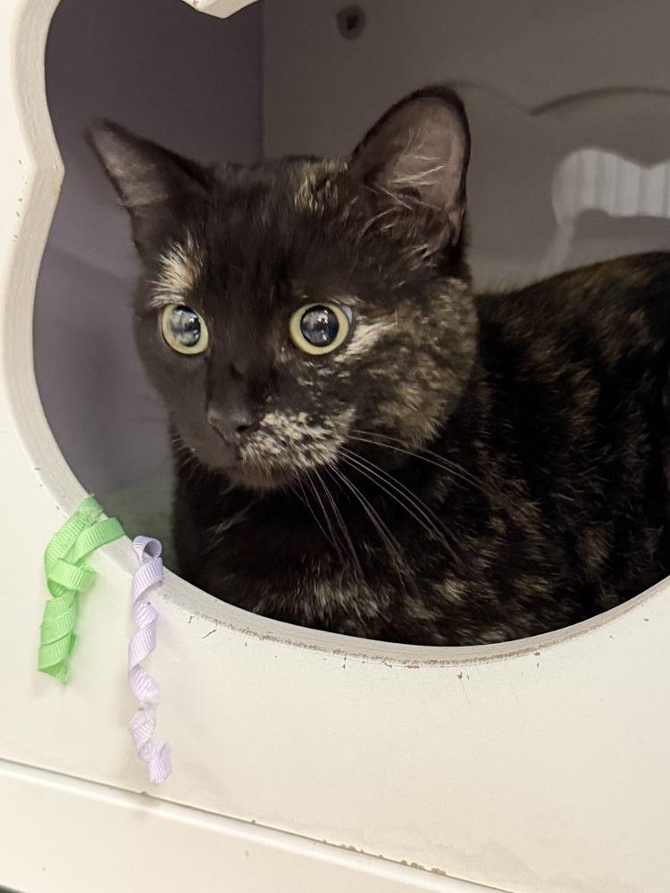 Enlarge Yissy, a Adoptable Domestic Short Hair in Orlando, FL image 2/6