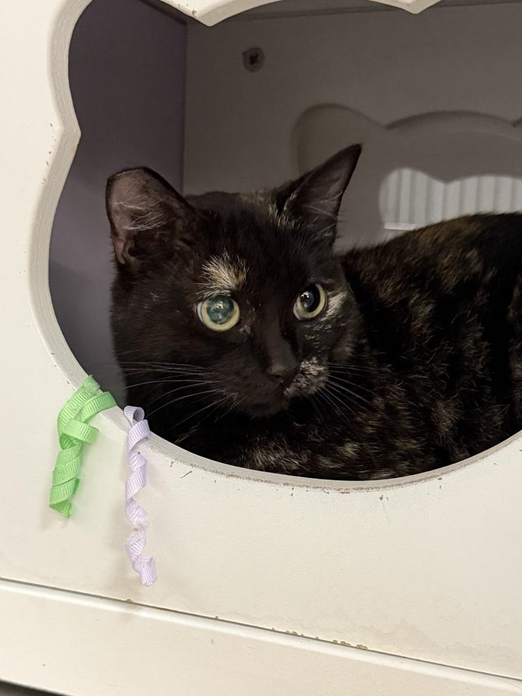 Enlarge Yissy, a Adoptable Domestic Short Hair in Orlando, FL image 3/6