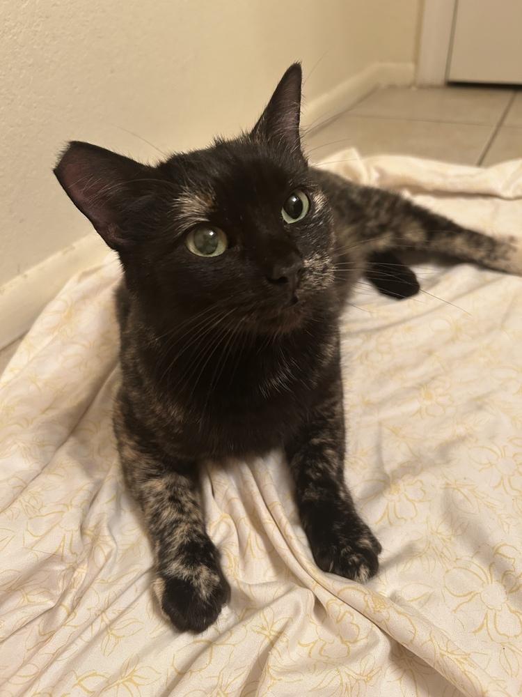 Enlarge Yissy, a Adoptable Domestic Short Hair in Orlando, FL image 4/6