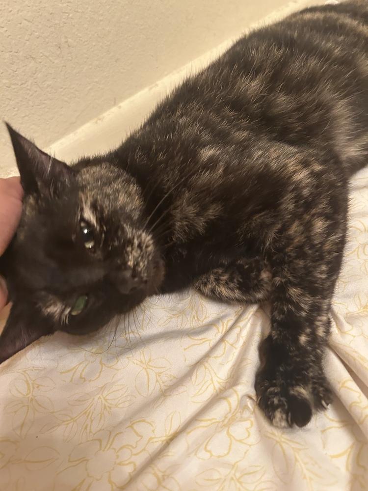 Enlarge Yissy, a Adoptable Domestic Short Hair in Orlando, FL image 5/6