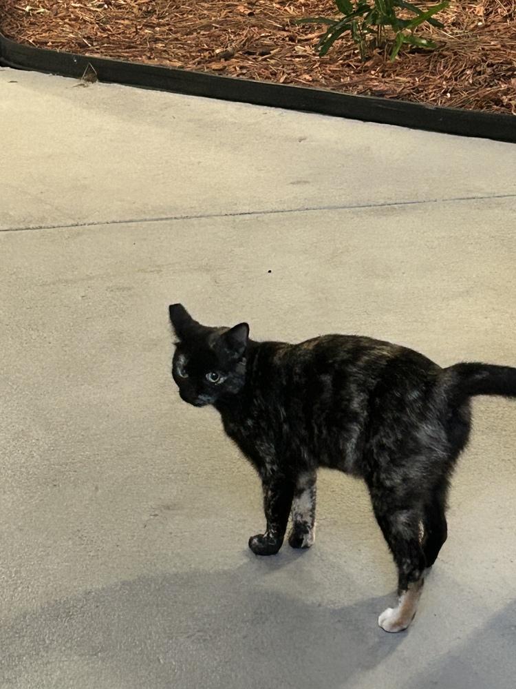 Enlarge Yissy, a Adoptable Domestic Short Hair in Orlando, FL image 6/6