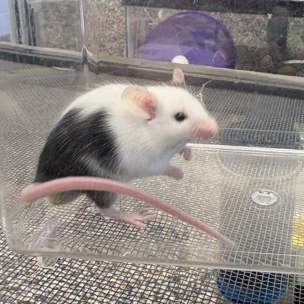 Aryu, Adoptable, Baby Male Mouse.