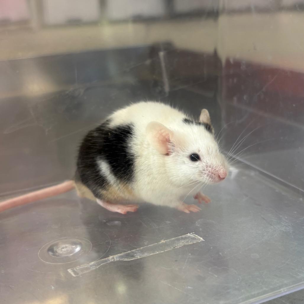 Aryu, Adoptable, Young Male Mouse.