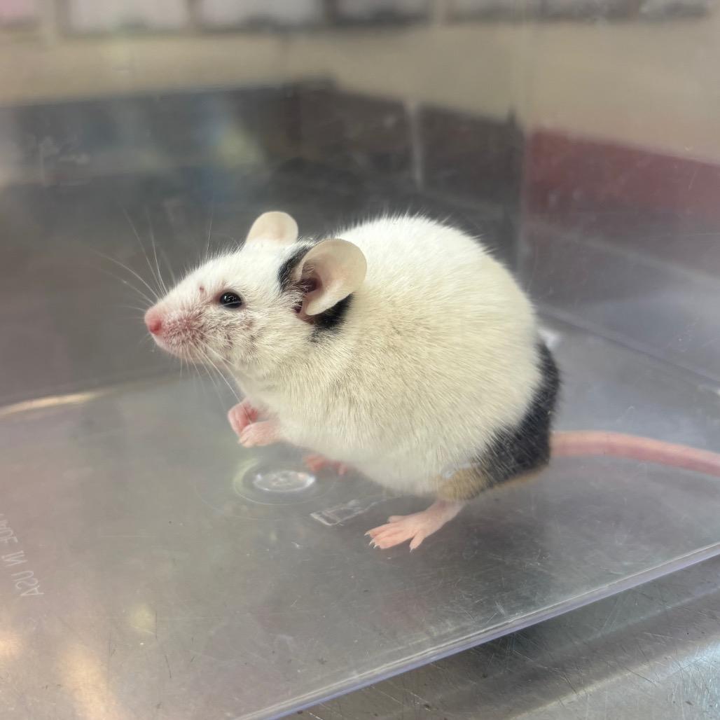 Enlarge Aryu, a Adoptable Mouse in Fairport, NY image 2/4