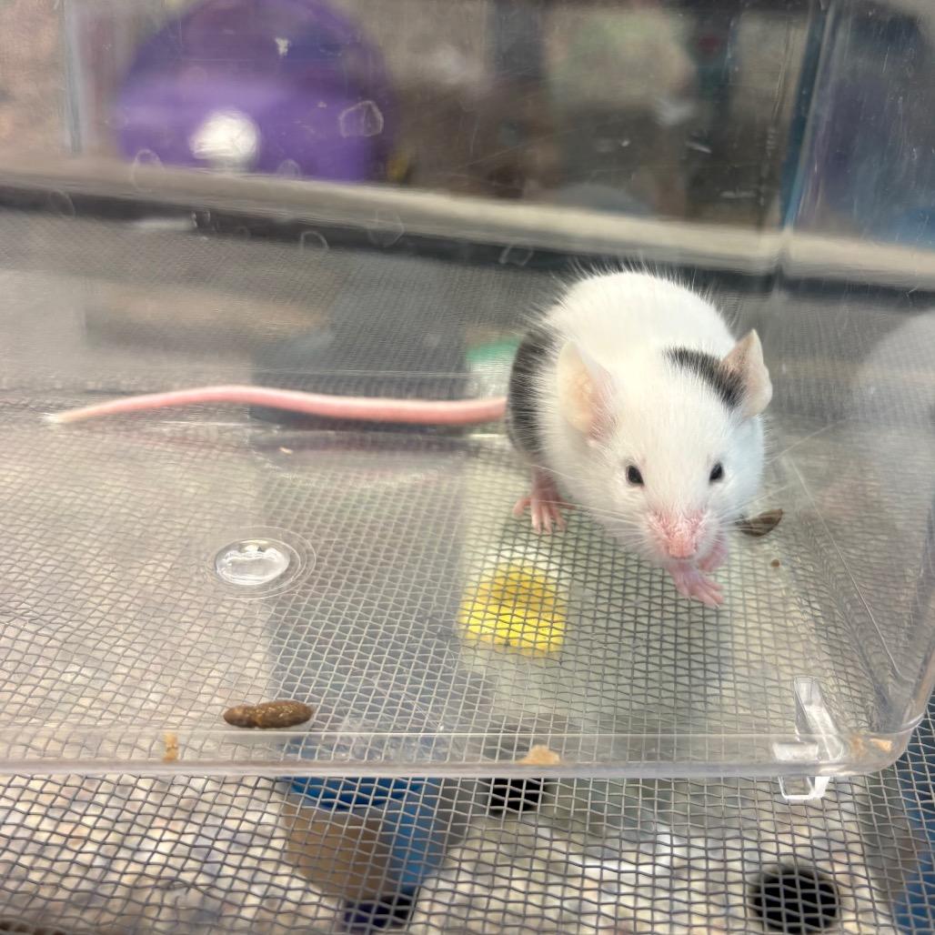 Enlarge Aryu, a Adoptable Mouse in Fairport, NY image 2/2