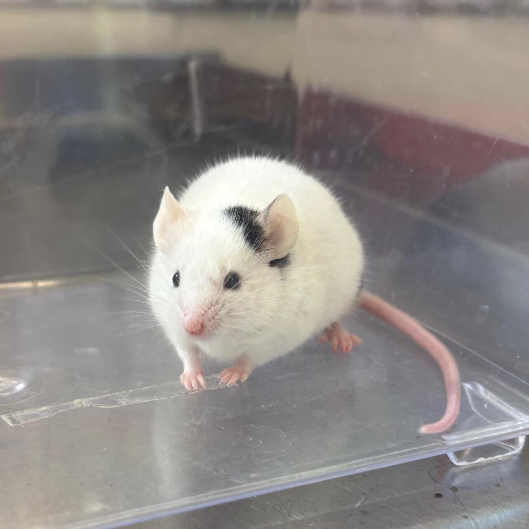 Enlarge Aryu, a Adoptable Mouse in Fairport, NY image 4/4