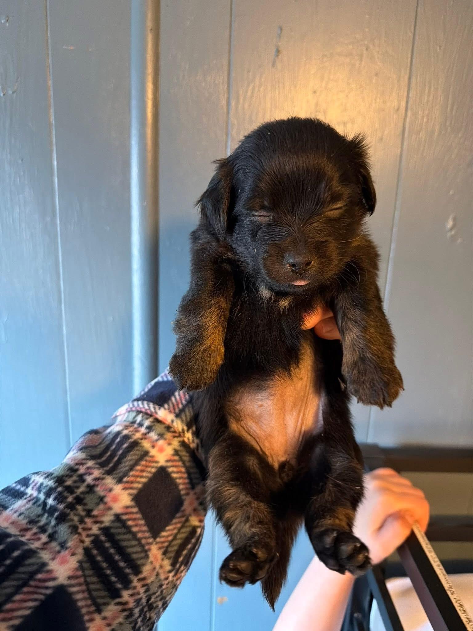 Enlarge Brooklyn, a Adoptable mixed breed in Twin Falls, ID image 1/2