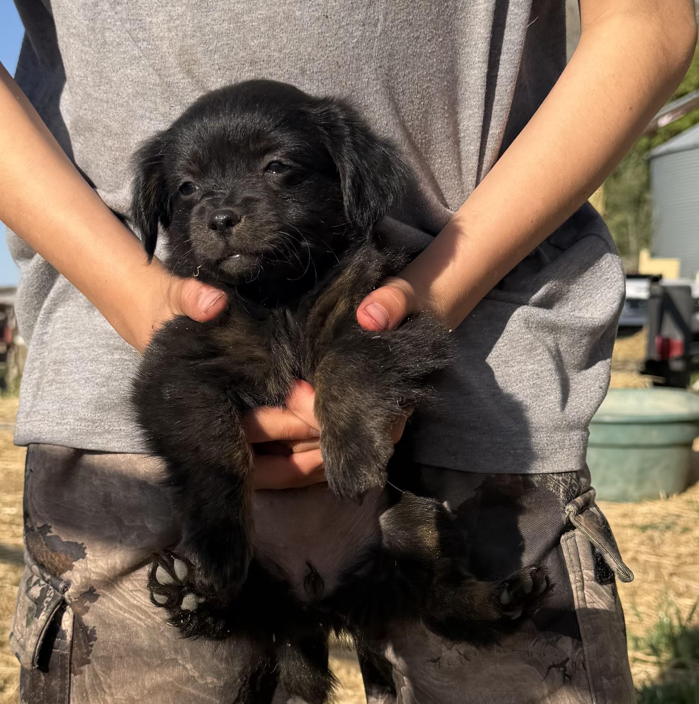 Enlarge Brooklyn, a Adoptable mixed breed in Twin Falls, ID image 2/2