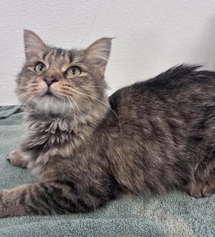Sophia, ADOPTABLE, Adult Female Domestic Medium Hair.